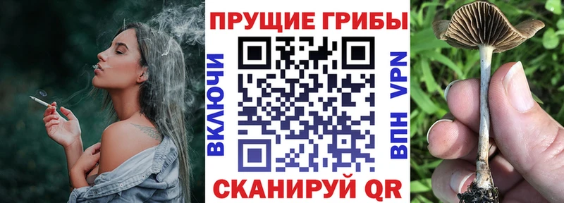 Псилоцибиновые грибы Psilocybine cubensis  Оса 